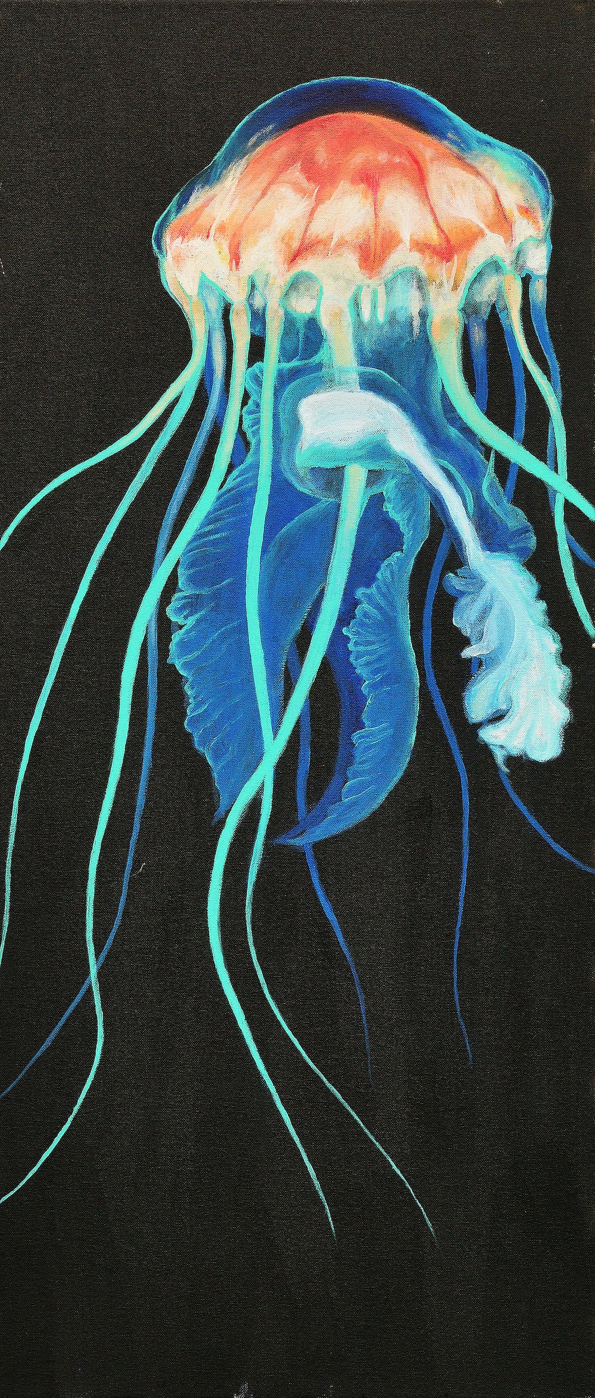 Jellyfish